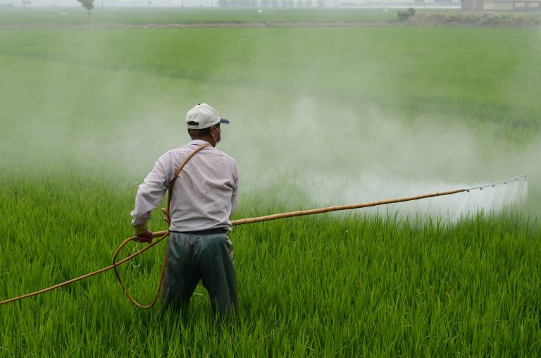 herbicide, farmer, in rice field-587589.jpg