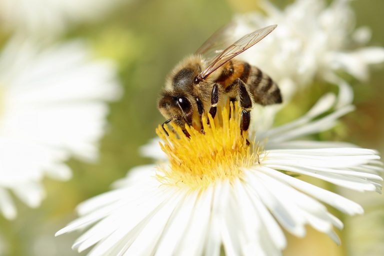 honey bee, bee, insect-5352170.jpg